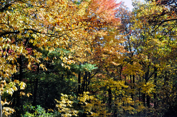 fall colors on a narrow, curvy, dirt road